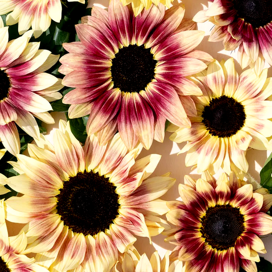 Summer Lovin' Pink Sunflower Seeds