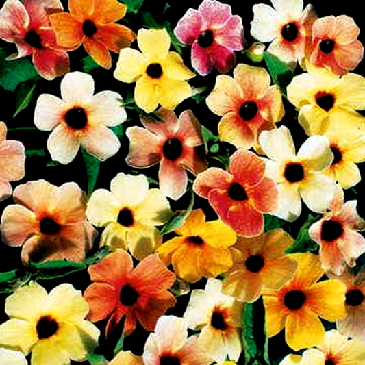 Sunrise Surprise Black-Eyed Susan Vine Thunbergia Seeds
