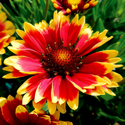Sunset Cutie Blanket Flower