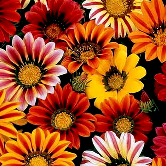 Sunshine Mix Gazania Seeds
