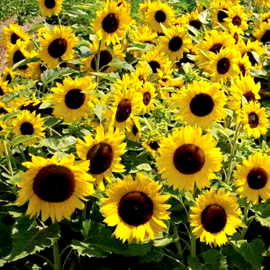 Sunspot Sunflower Seeds