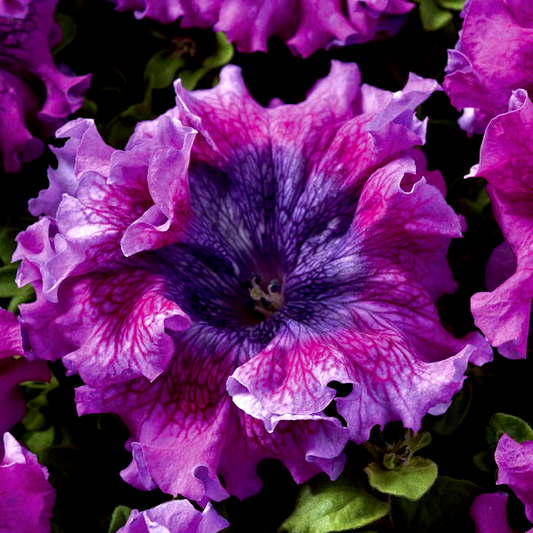 Superbissima Dark Purple Petunia Seeds