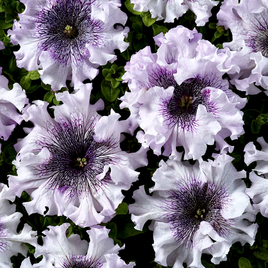 Superbissima Giant Alba Petunia Seeds