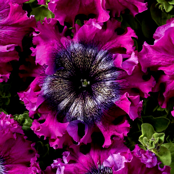 Superbissima Wine Red Petunia Seeds
