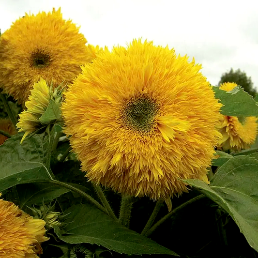 Superted Hybrid Sunflower Seeds