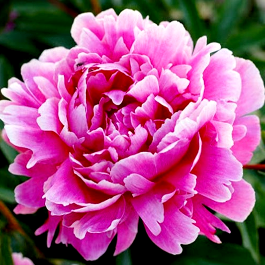 Sweet Harmony