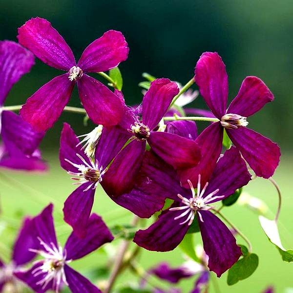 Sweet Summer Love Clematis
