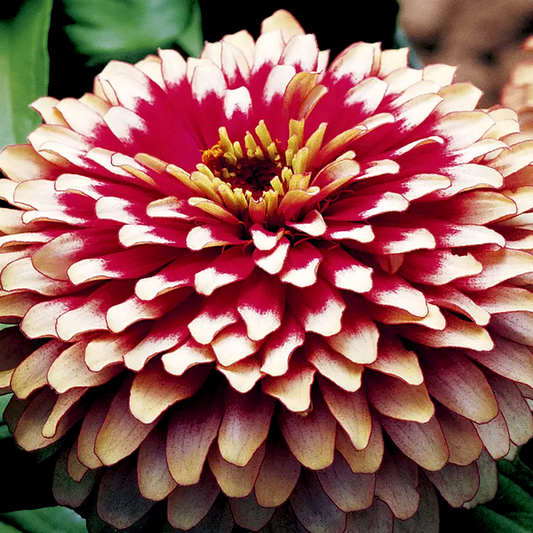 Swizzle™ Cherry and Ivory Zinnia Seeds