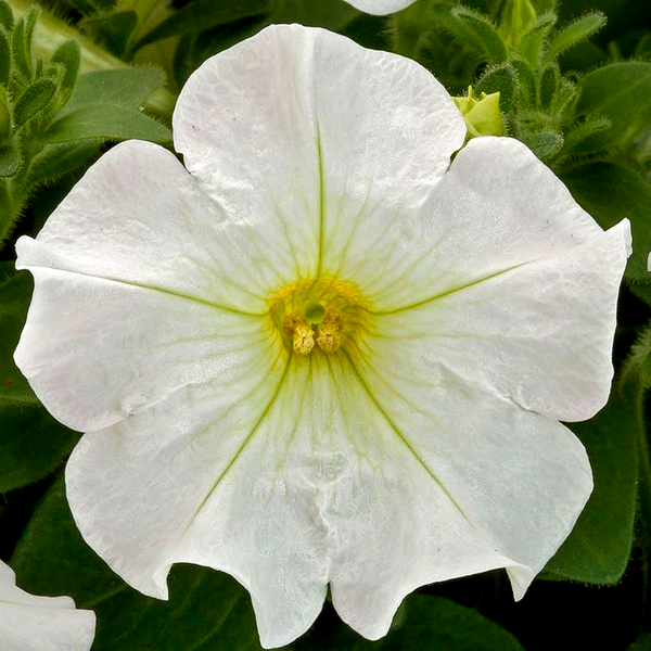 Tidal Wave® Cherry Petunia Seeds