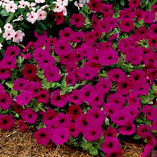 Tidal Wave® Purple Petunia Seeds
