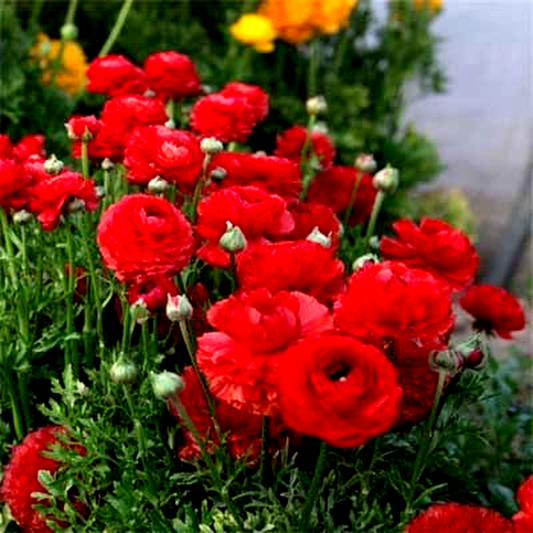 Tomer Red