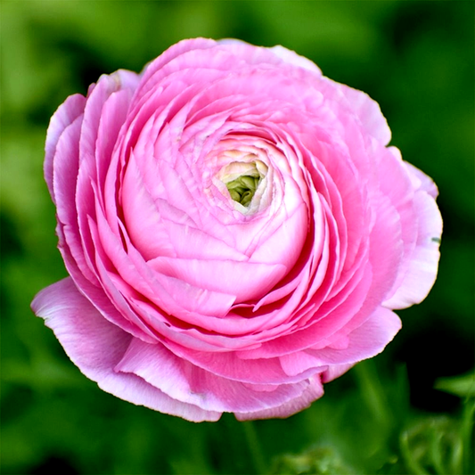 Tomer Roze