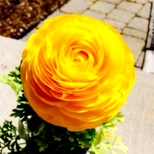 Tomer Yellow
