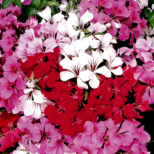 Tornado™ Mix Geranium Seeds