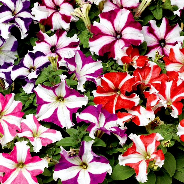 TriTunia™ Star Mix Hybrid Petunia Seeds