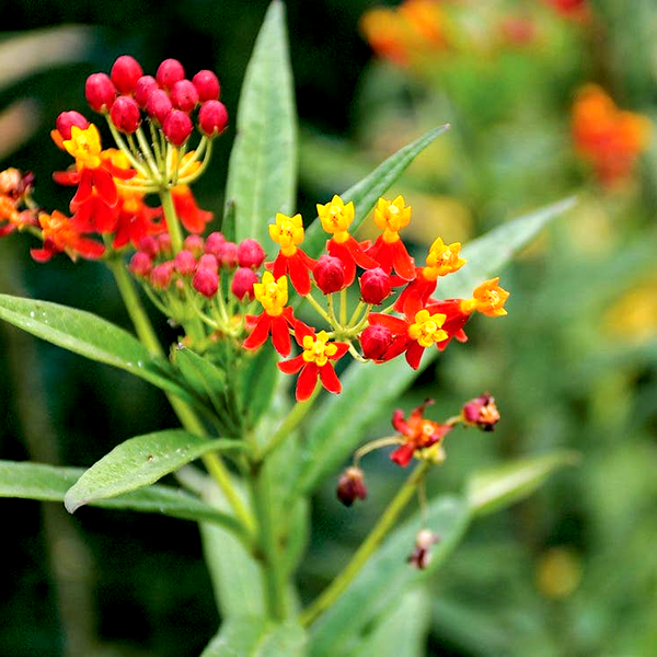 Tropical Butterfly Weed Seeds