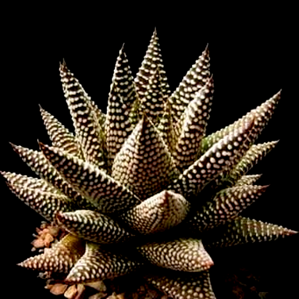 Tulista minima