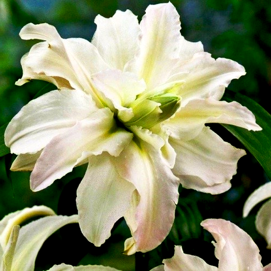 Twinkling Star