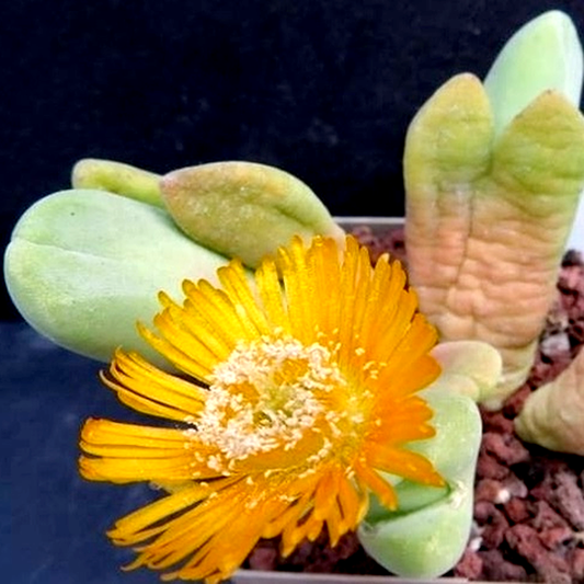 Vanheerdea roodiae