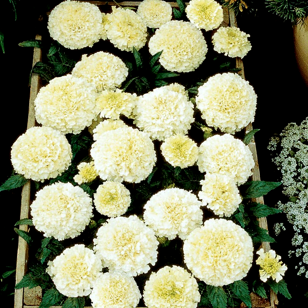 Vanilla Improved Marigold Seeds