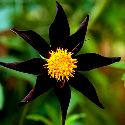 Veronne's Obsidian