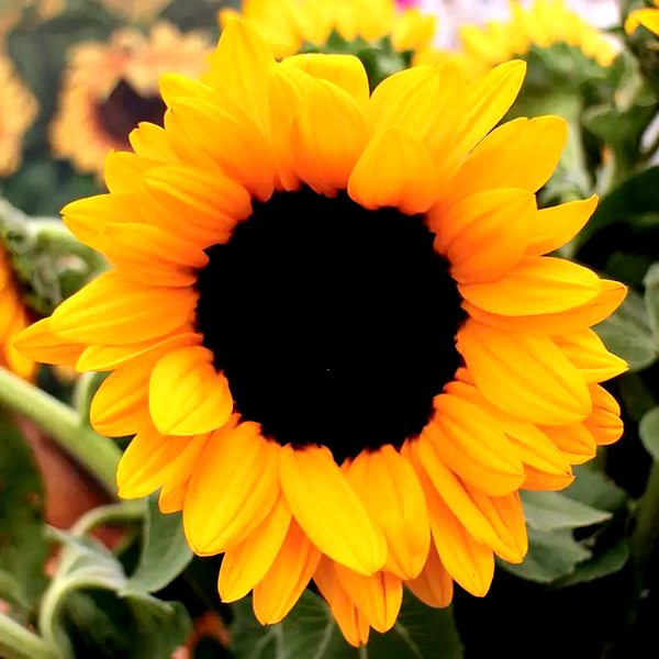 Vincent's® Choice Hybrid Sunflower Seeds