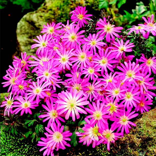 Violet Star