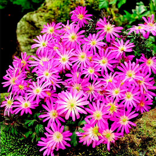 Violet Star