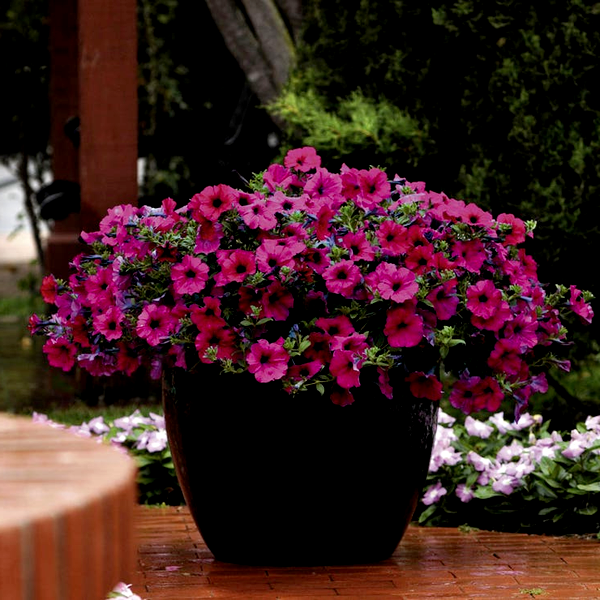 Wave® Purple Improved Petunia Seeds