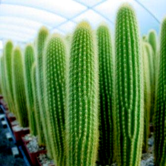 Weberbauerocereus johnsonii Short Thorn