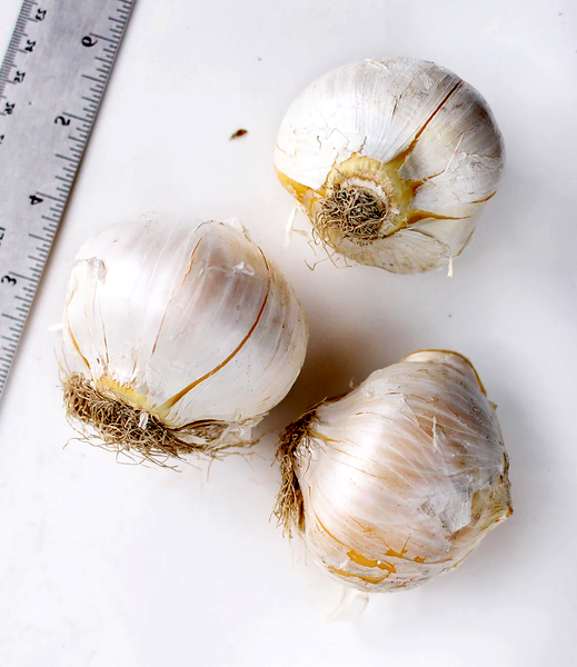 Unifolium
