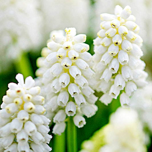 White Beauty