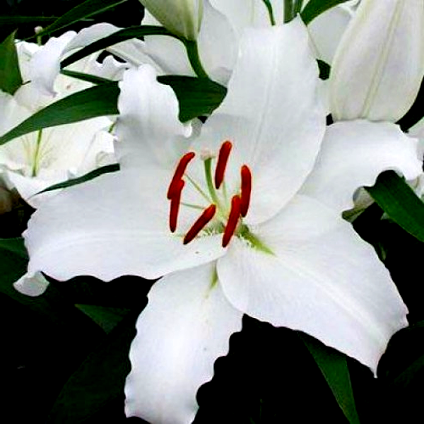 White City