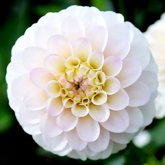 White Isa