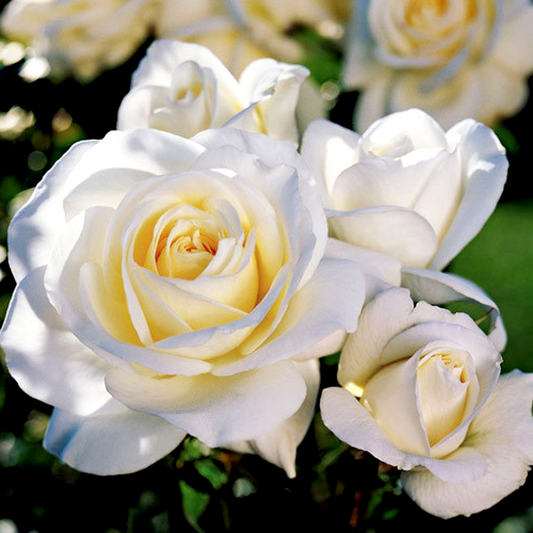 White Lady