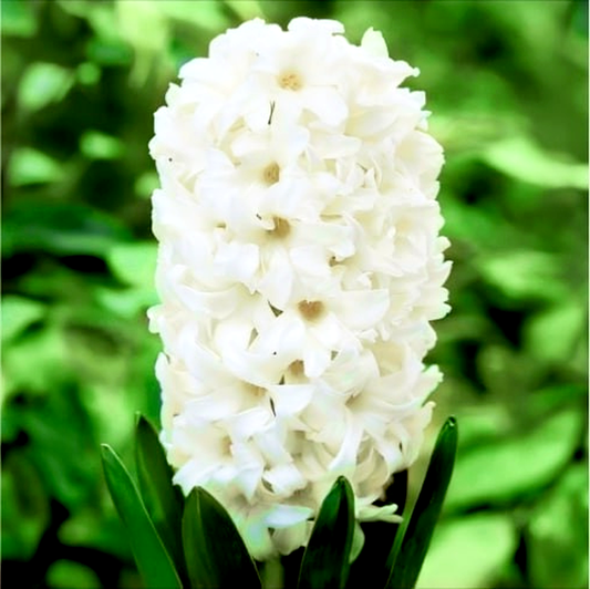 White Pearl