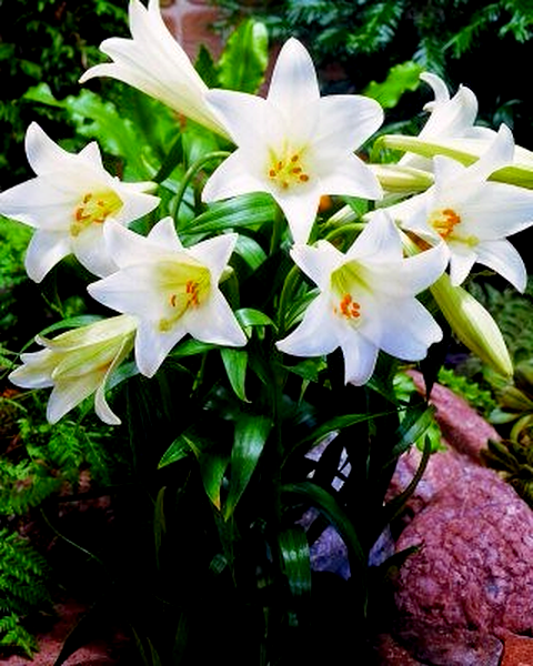 White Present