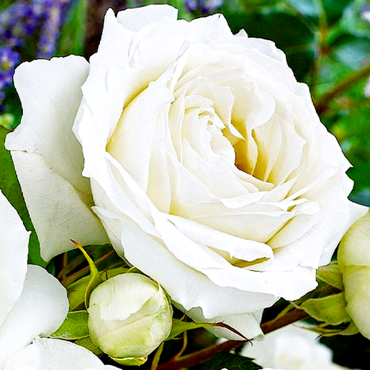 White Symphony