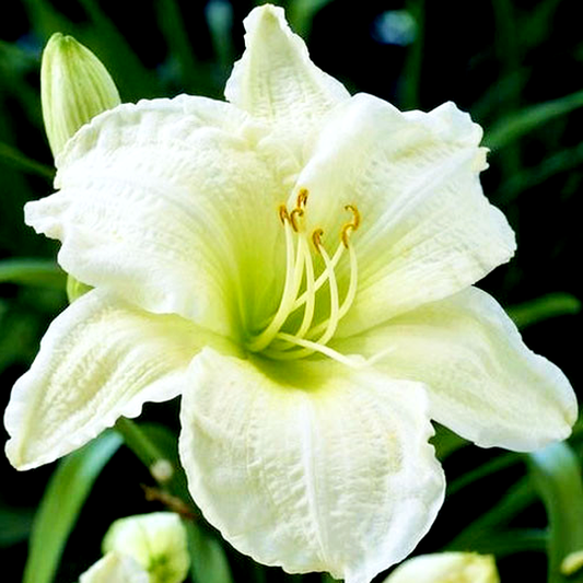 White Temptation