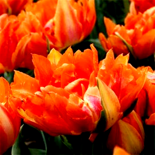 Willem Van Oranje