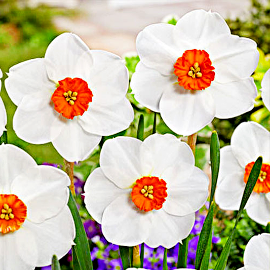 Woodland Star