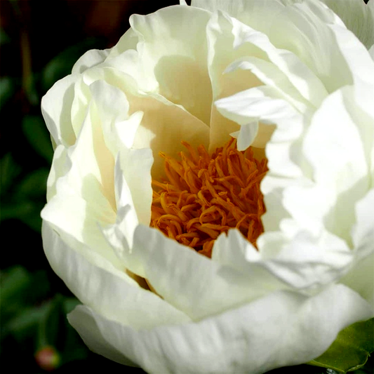 Wout's White