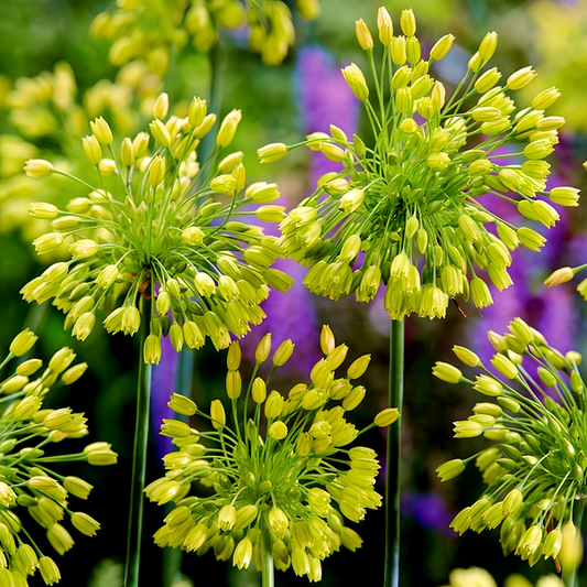 Yellow Fantasy