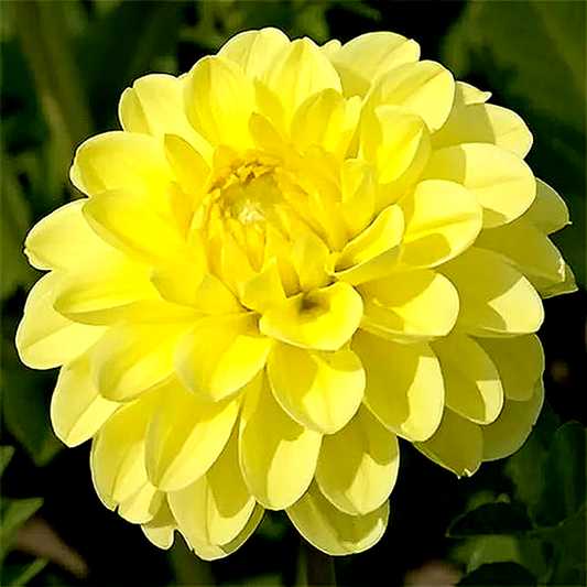 Yellow Heaven