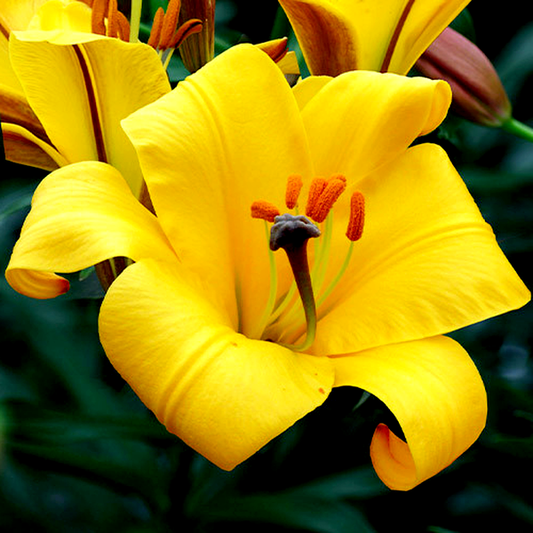 Yellow Planet