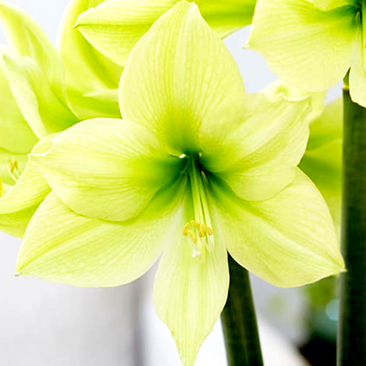 Yellow Star