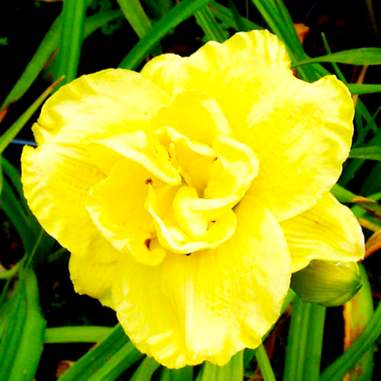 Yellow Submarine