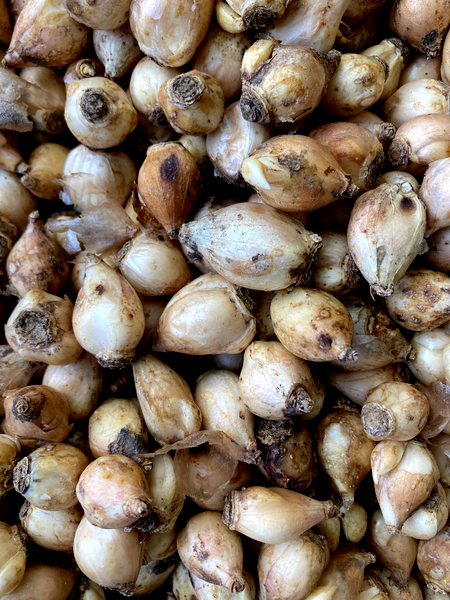 Forbesii Rosea