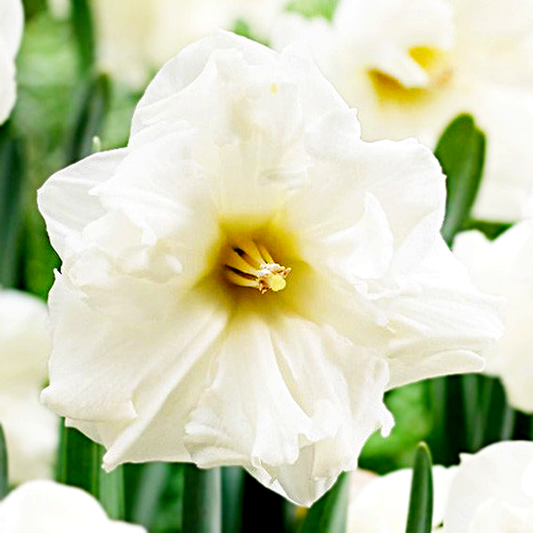 Сolblanc