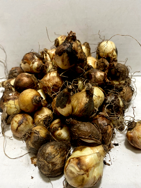 Tete de Luxe
